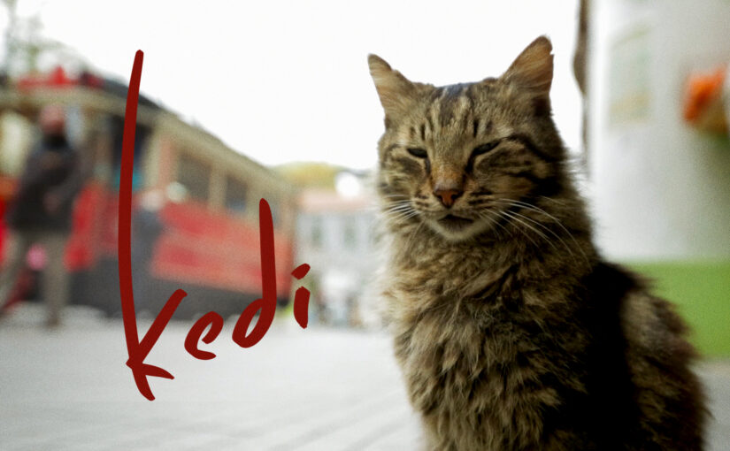The Enchanting World of Kedi: A Celebration of Cats and Humanity